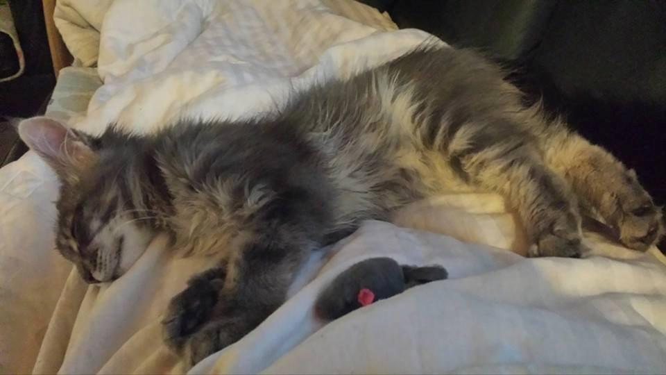 Maine Coon Aslan jr. ( Findus i stambog) billede 16