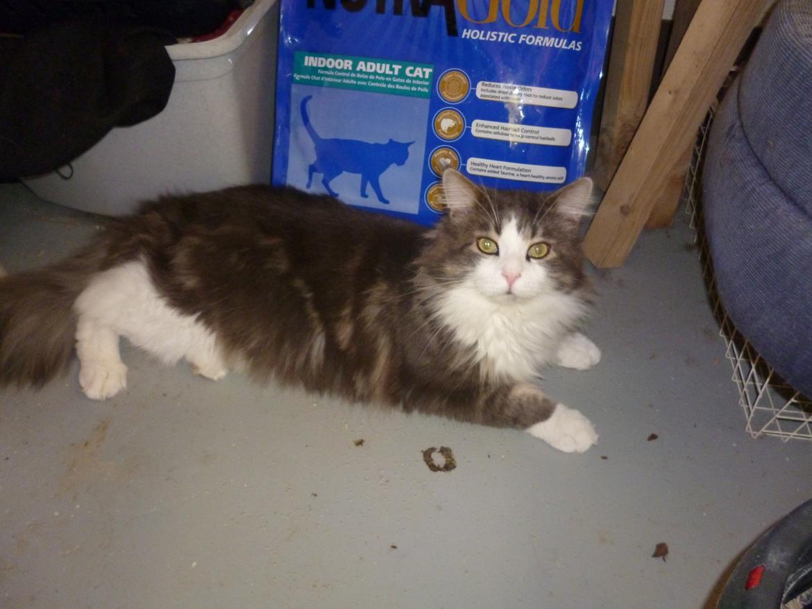 Maine Coon Aslan jr. ( Findus i stambog) -  Far Aslan billede 26