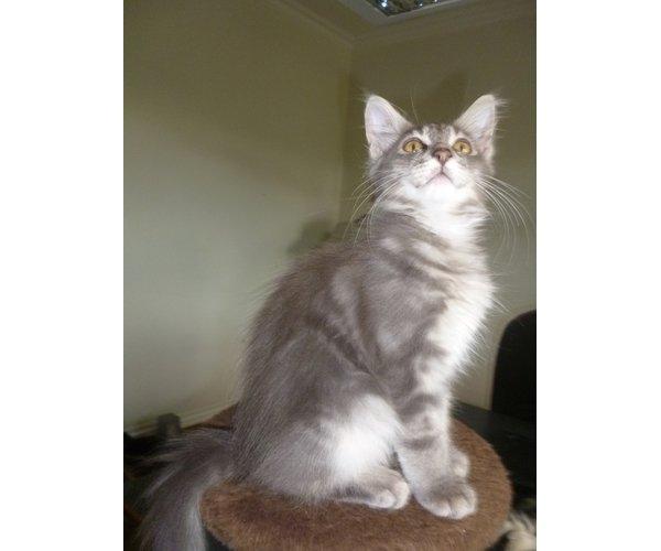 Maine Coon Aslan jr. ( Findus i stambog) billede 11