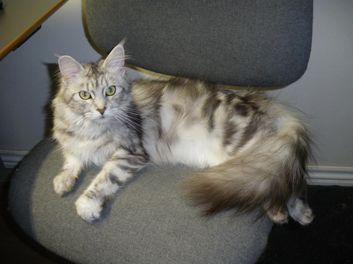 Maine Coon Aslan jr. ( Findus i stambog) - Mor Frida billede 27