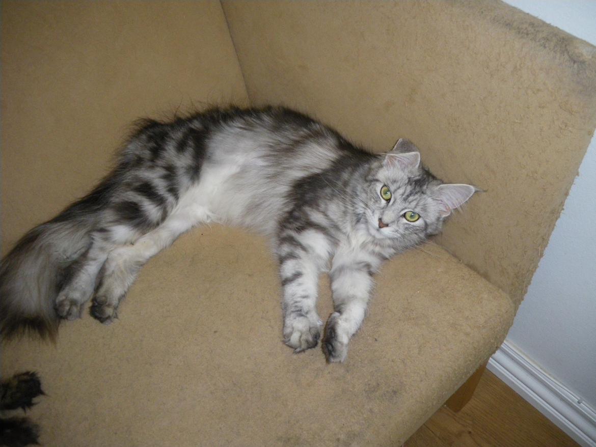 Maine Coon Aslan jr. ( Findus i stambog) - Mor Frida billede 28