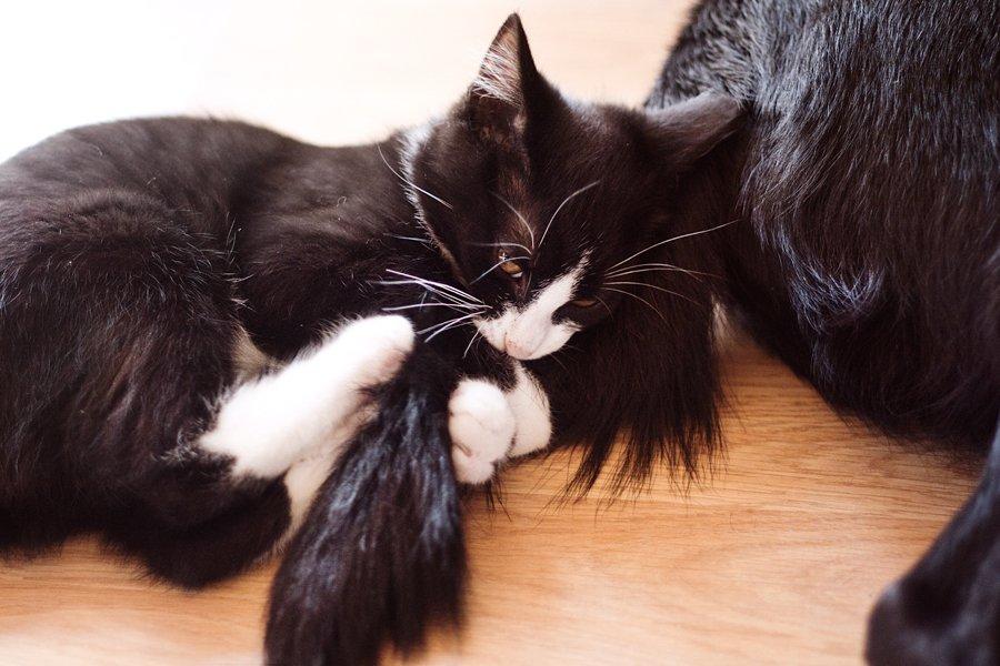 Blanding af racer Monty - Monty synes at vores hund er den bedste legekammerat i hele verden, så hun må stå model til meget ;) billede 2