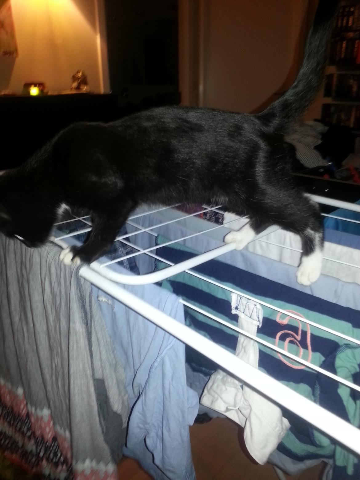 Blanding af racer Kattegårdens Dipsey aka. Snip R.I.P - Lille Snip oppe på tøjstativet prøver at komme ned :-) <3 billede 25