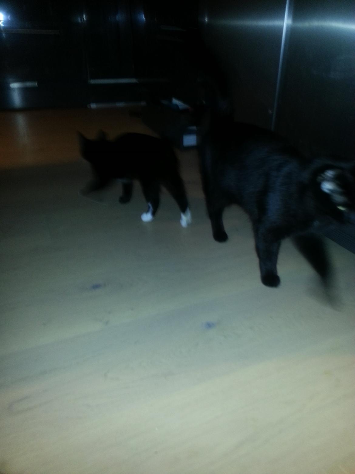 Blanding af racer Kattegårdens Dipsey aka. Snip R.I.P - Snip"Flyt dig din store
pelsklump" billede 19