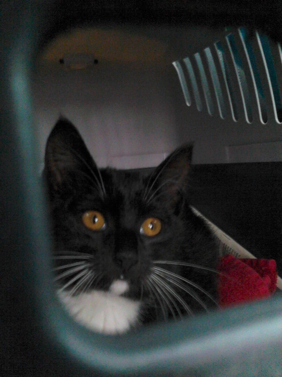 Blanding af racer Kattegårdens Dipsey aka. Snip R.I.P - Snip på vej hjem"Årr er vi der ikke snart jeg kan ikke lide den her kasse" billede 20