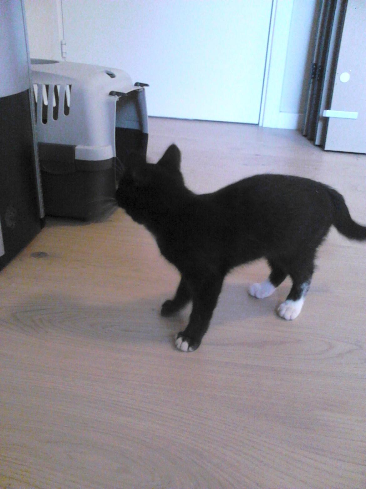 Blanding af racer Kattegårdens Dipsey aka. Snip R.I.P - Snip"Gider ikk fotografers så jeg vender lige ryggen til" xD billede 21