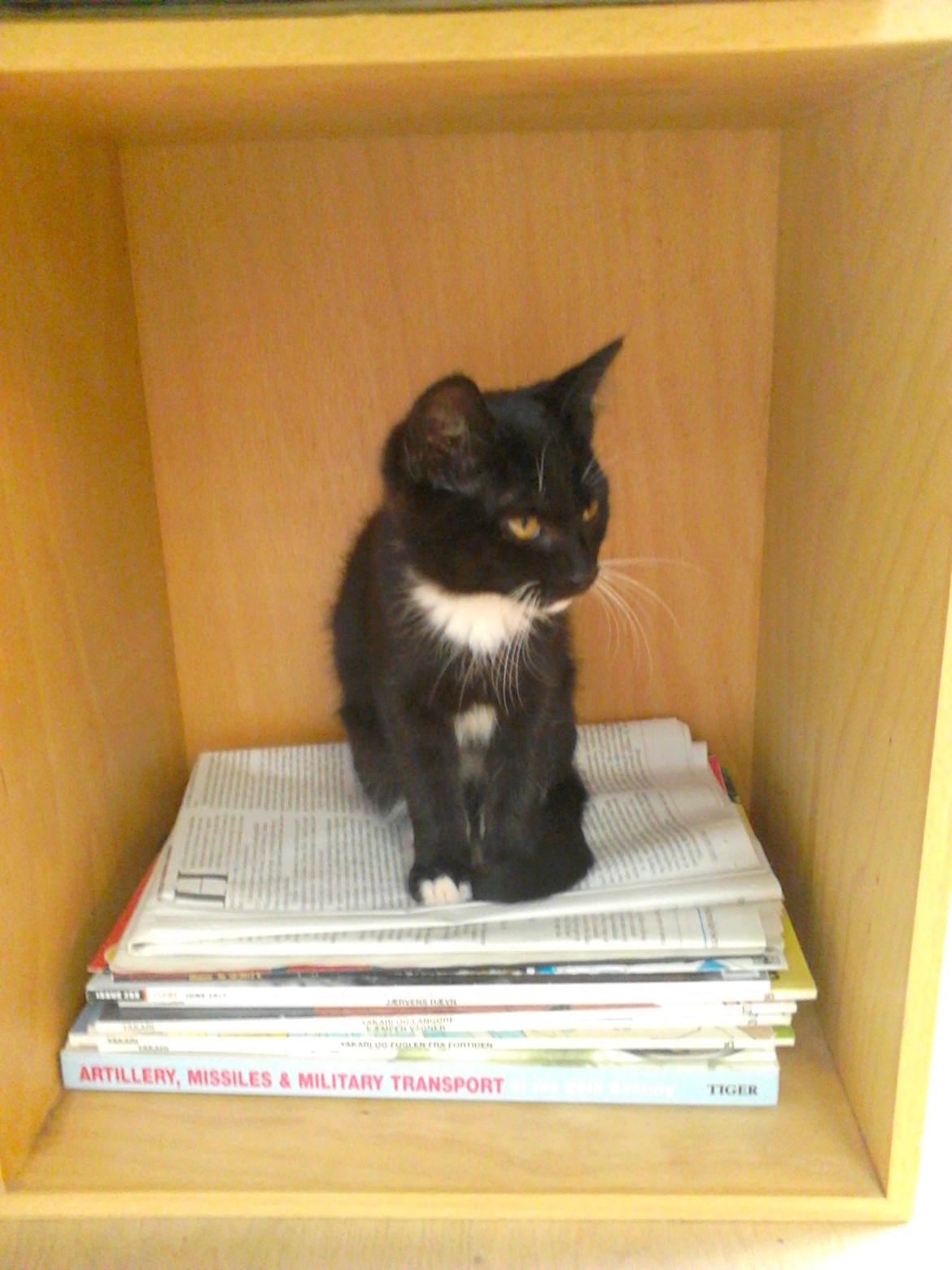 Blanding af racer Kattegårdens Dipsey aka. Snip R.I.P - snip"Årr nå jeg ikke snart gå jeg er træt" billede 22