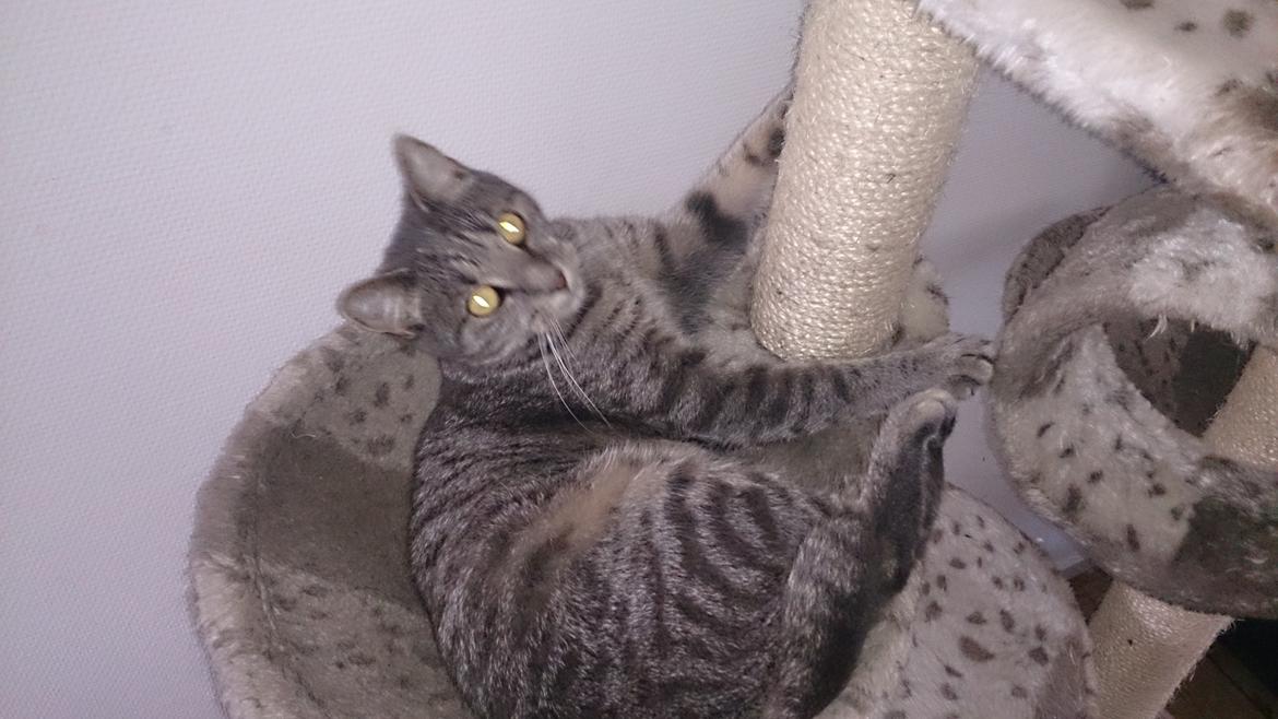 Huskat Pella Haleløs billede 21