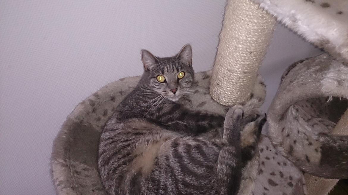 Huskat Pella Haleløs billede 22