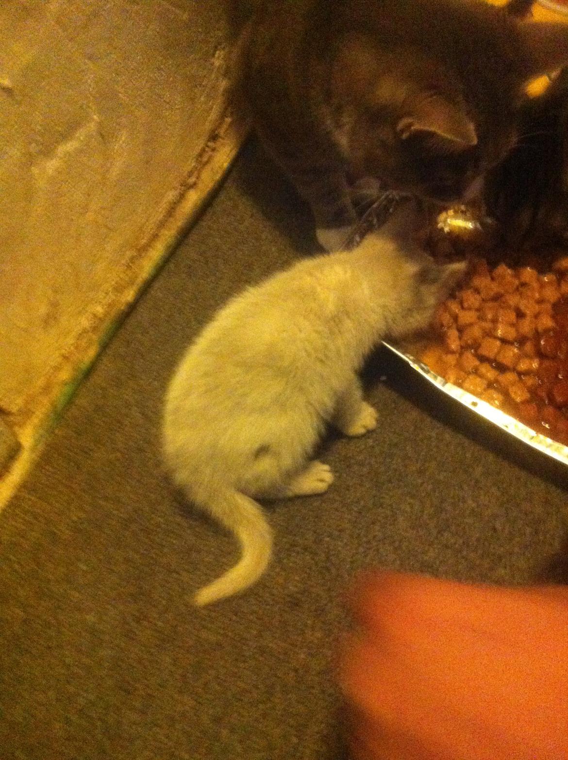 Huskat Oliver billede 1