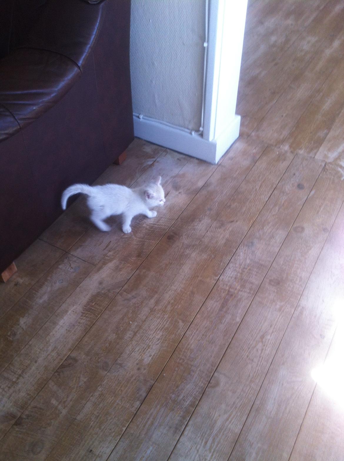 Huskat Oliver billede 2