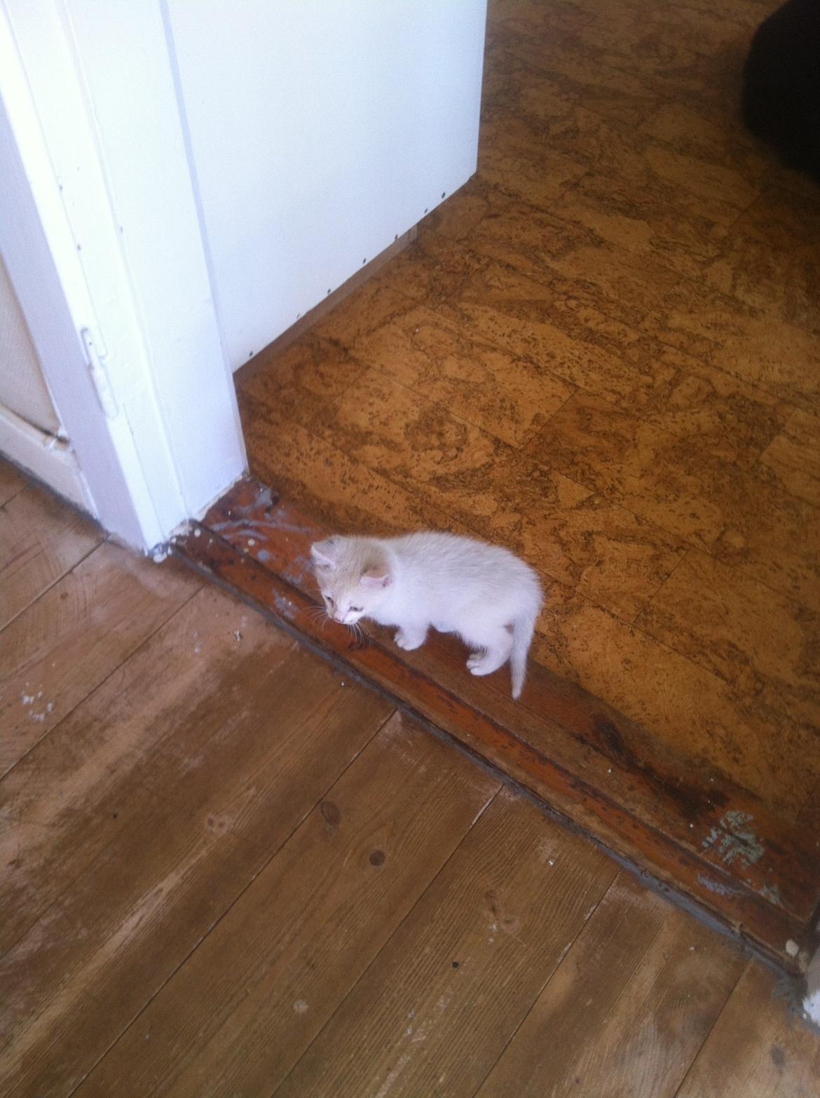 Huskat Oliver billede 3