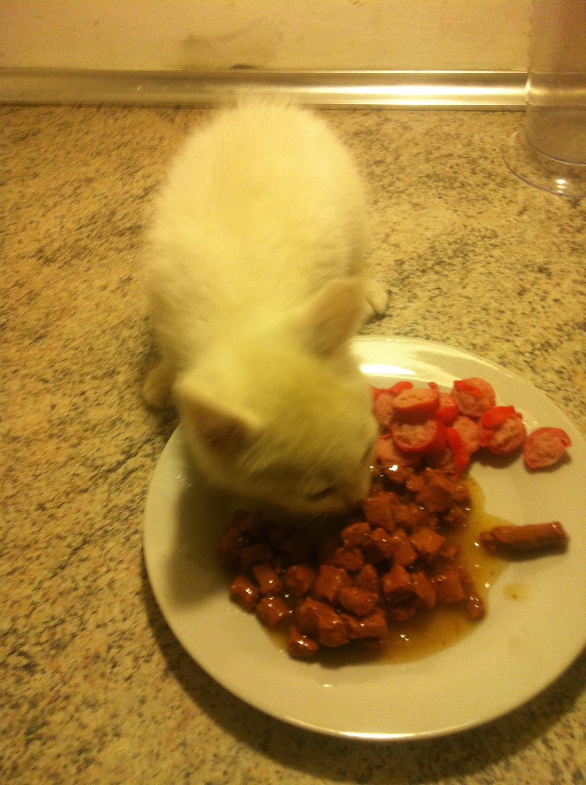 Huskat Oliver billede 4