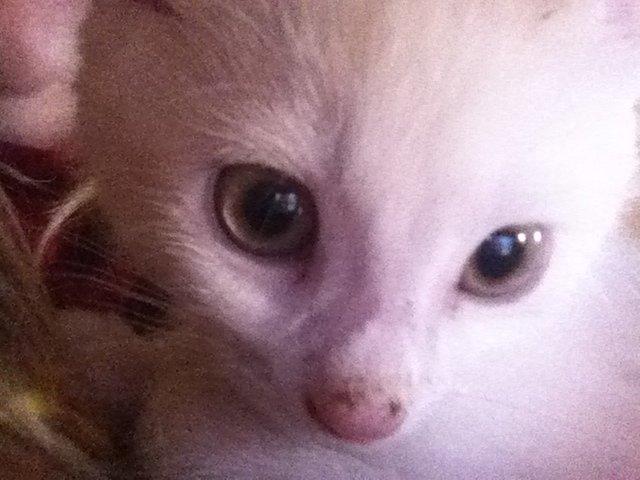 Huskat Oliver billede 5