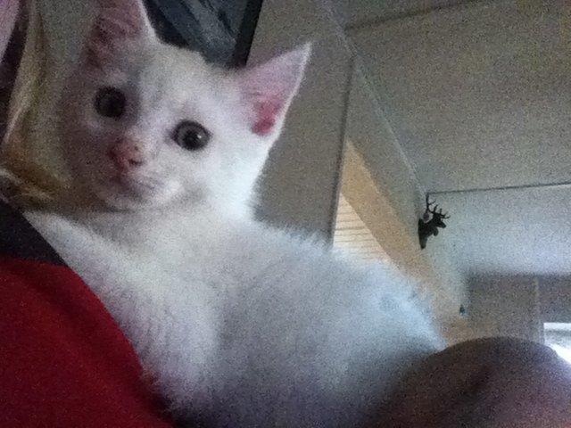 Huskat Oliver billede 6