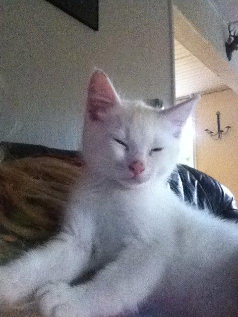 Huskat Oliver billede 7