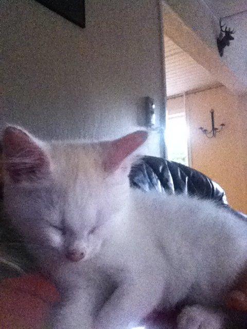 Huskat Oliver billede 8