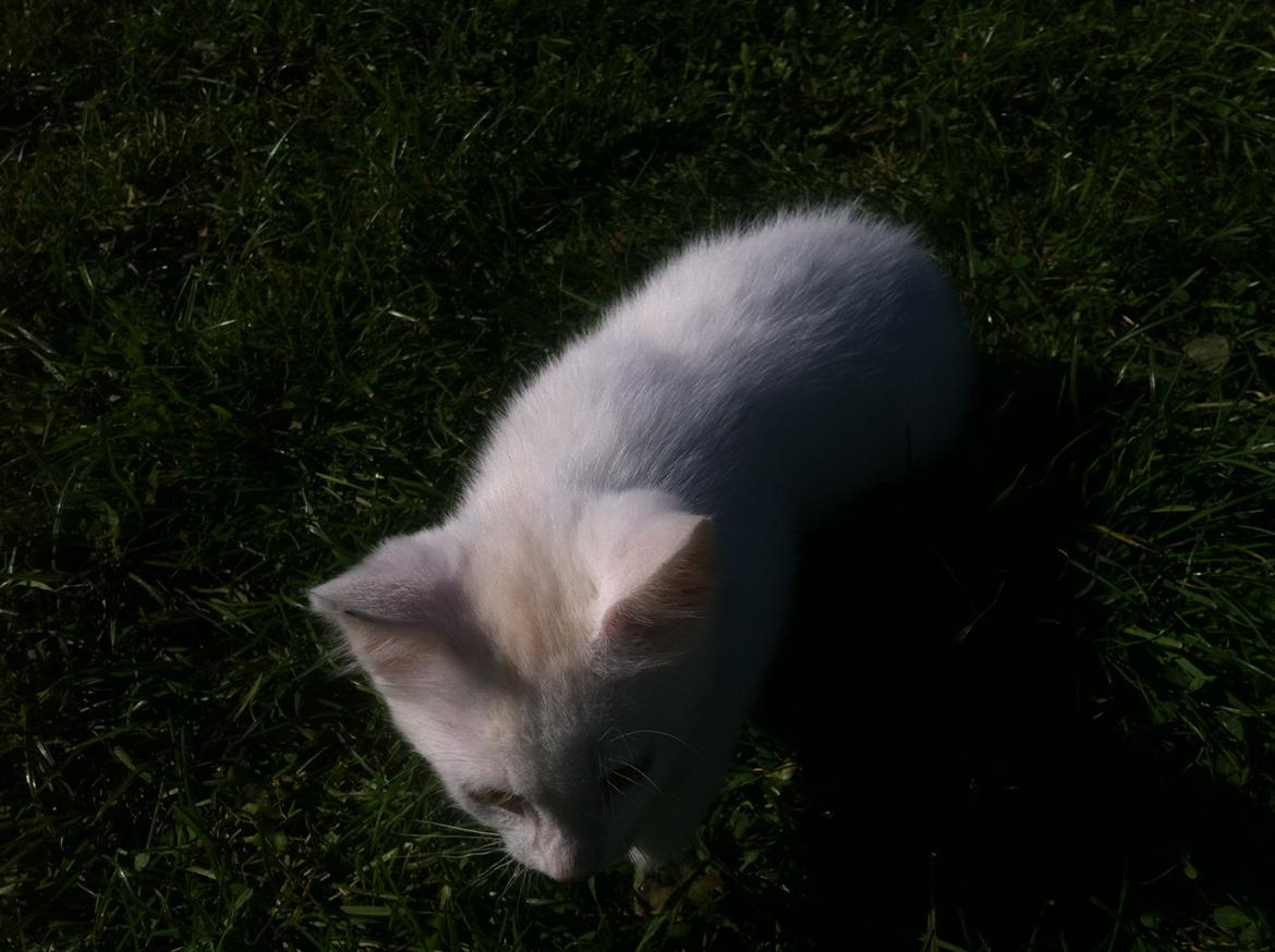 Huskat Oliver billede 9