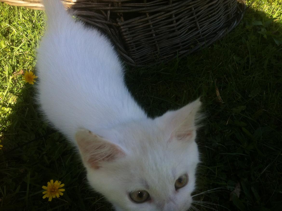 Huskat Oliver billede 11