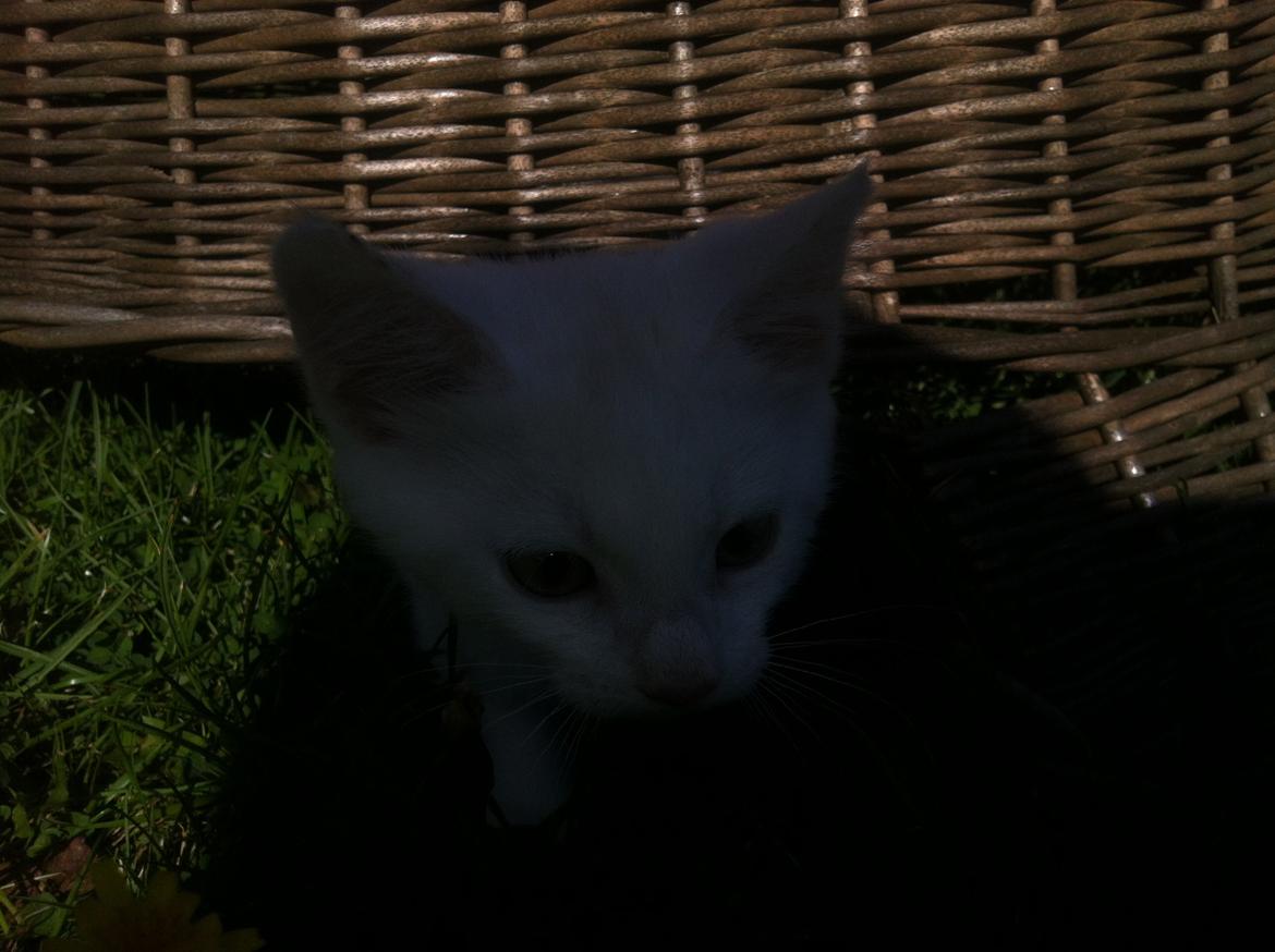 Huskat Oliver billede 12