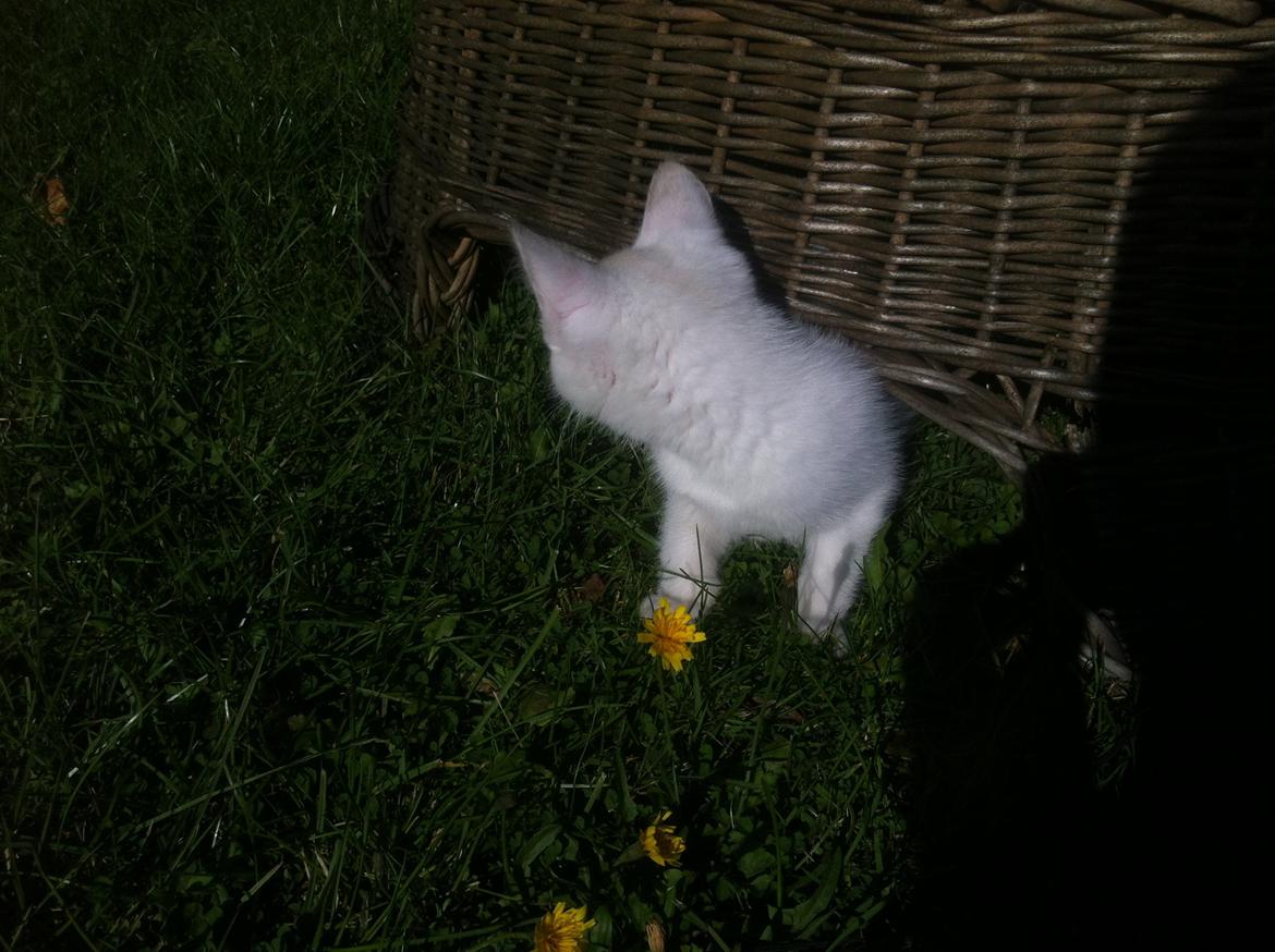 Huskat Oliver billede 13