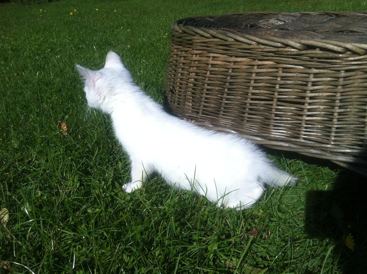 Huskat Oliver billede 14