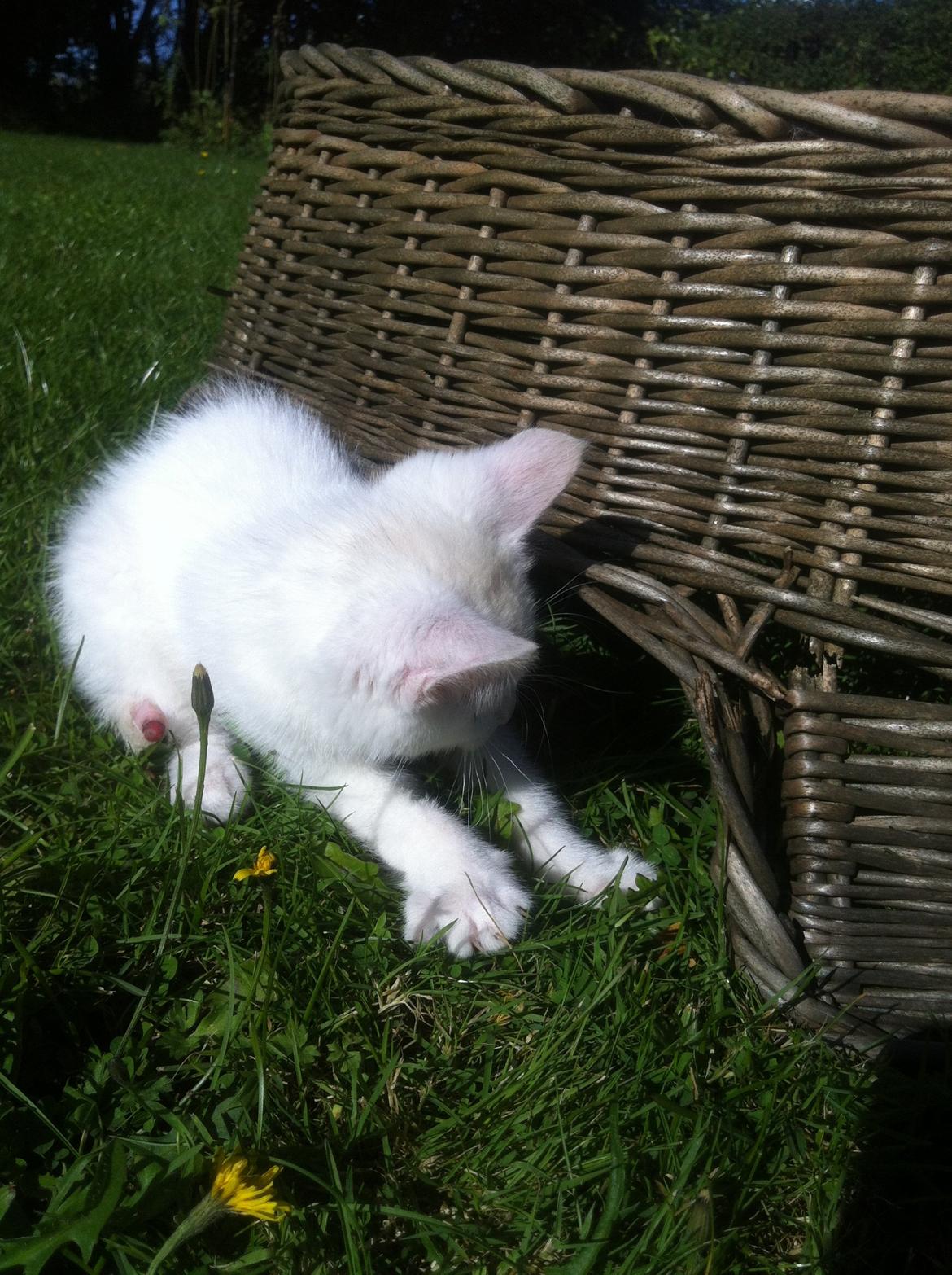 Huskat Oliver billede 15