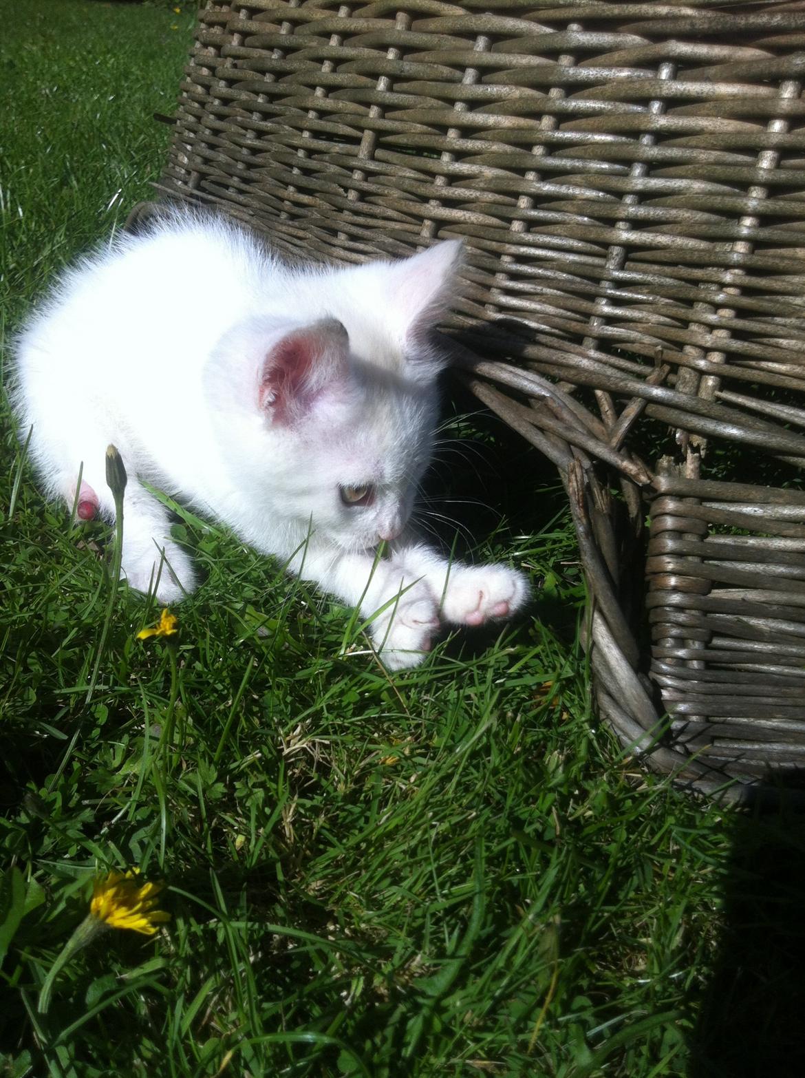 Huskat Oliver billede 16