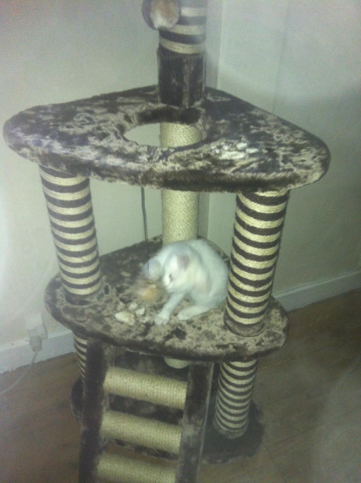 Huskat Oliver billede 17