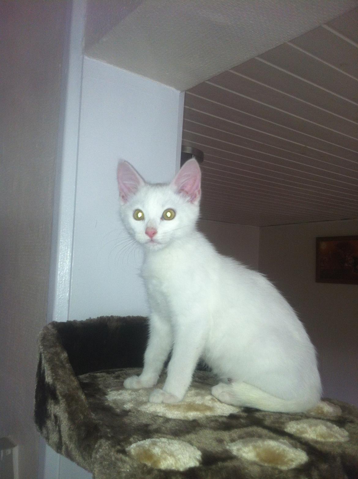 Huskat Oliver billede 19