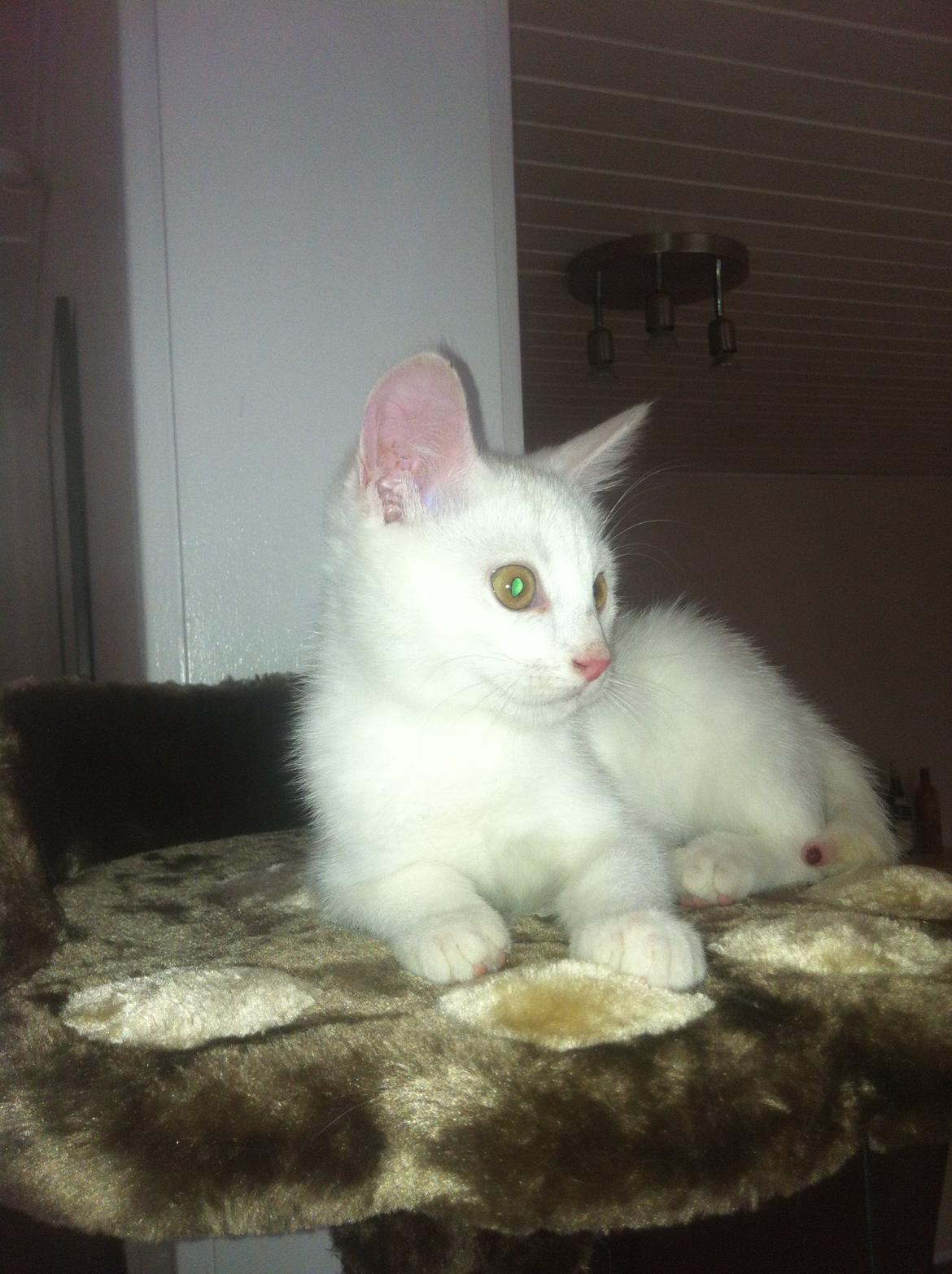 Huskat Oliver billede 20