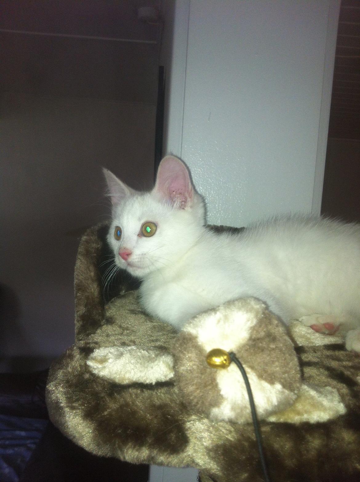 Huskat Oliver billede 21