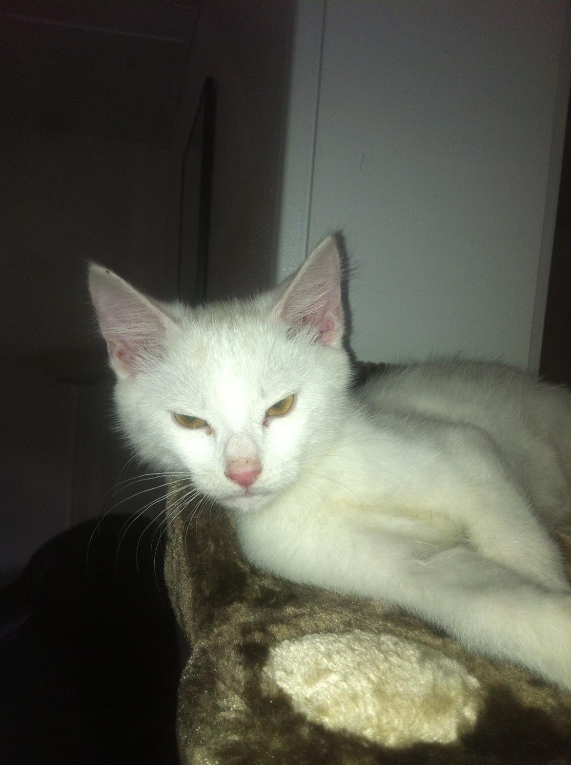 Huskat Oliver billede 22