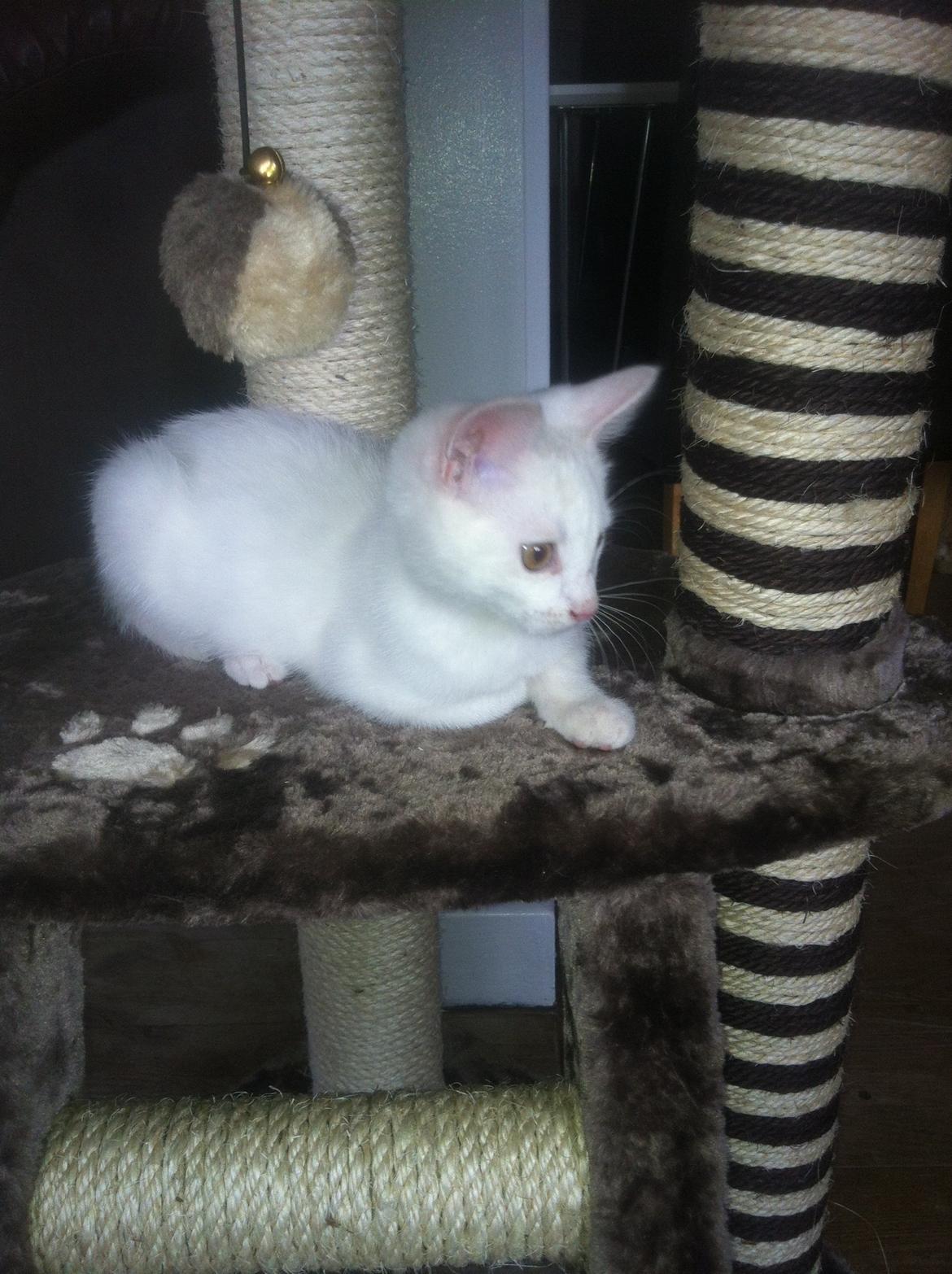 Huskat Oliver billede 23