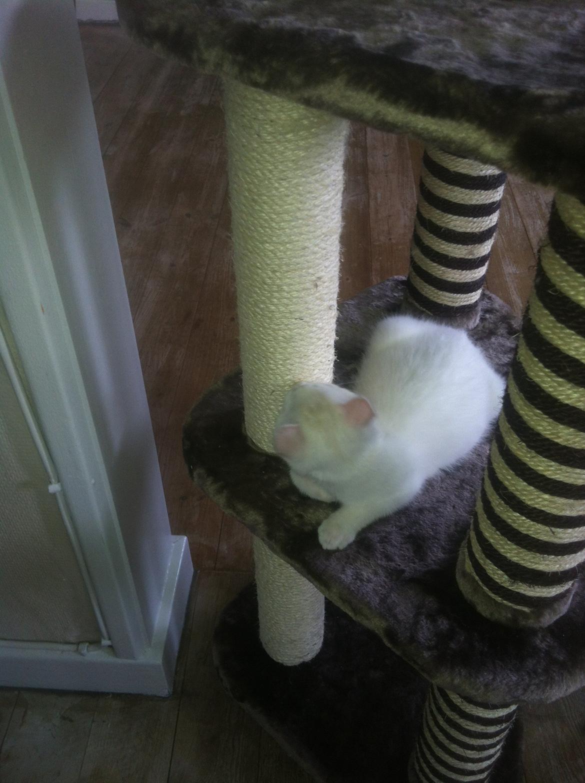 Huskat Oliver billede 24