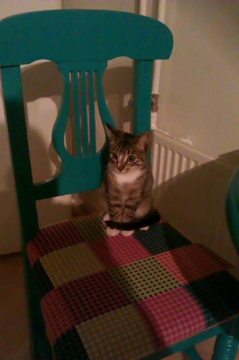 Huskat Mille pigen billede 1