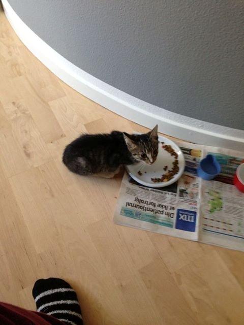 Huskat Mille pigen billede 2