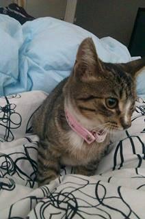 Huskat Mille pigen billede 3