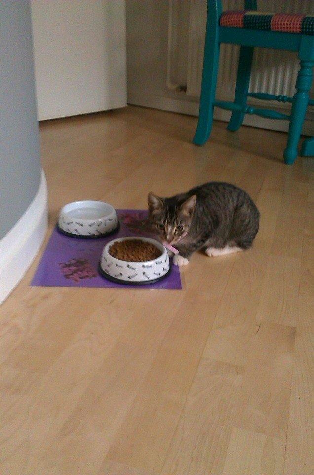 Huskat Mille pigen billede 4