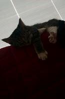 Huskat Mille pigen billede 5