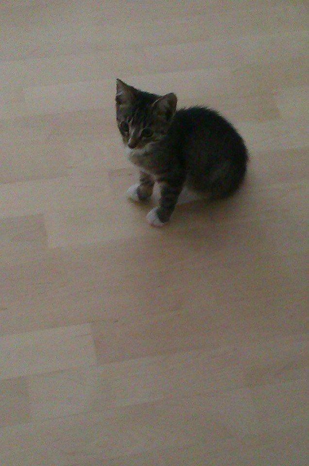 Huskat Mille pigen billede 7