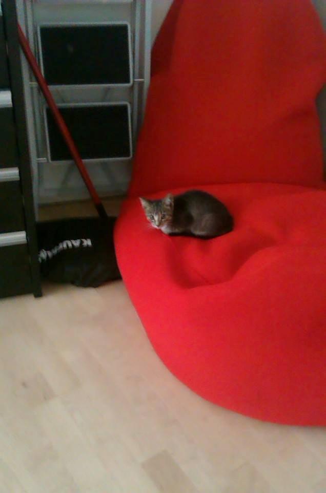 Huskat Mille pigen billede 8