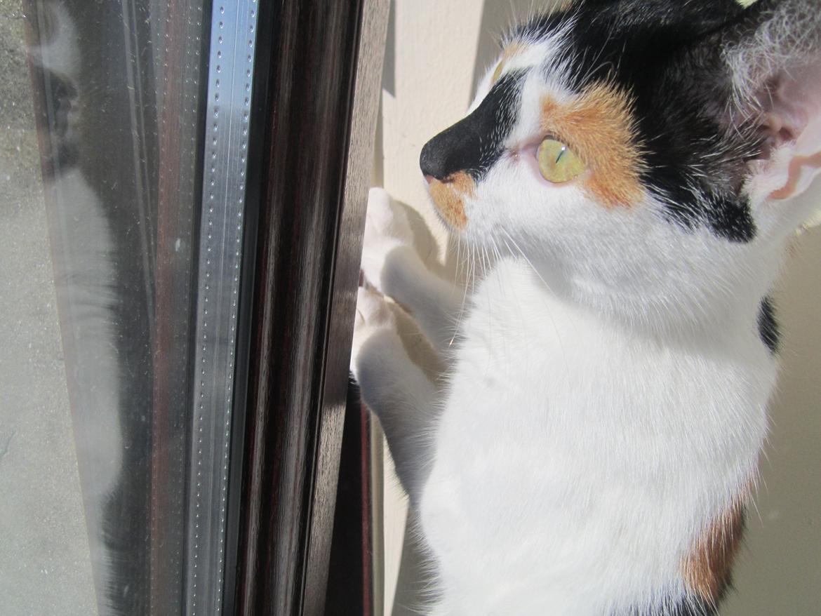 Huskat Gwendolyn billede 1