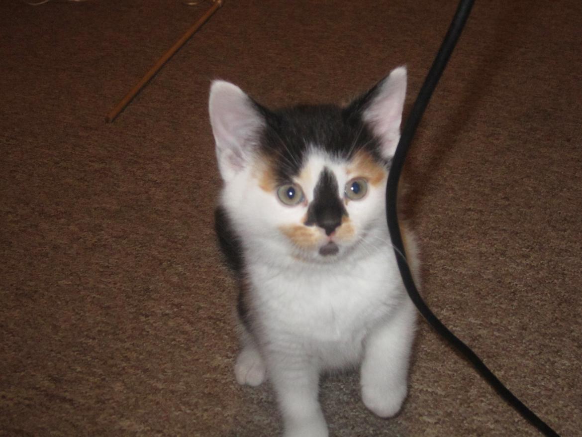 Huskat Gwendolyn billede 6