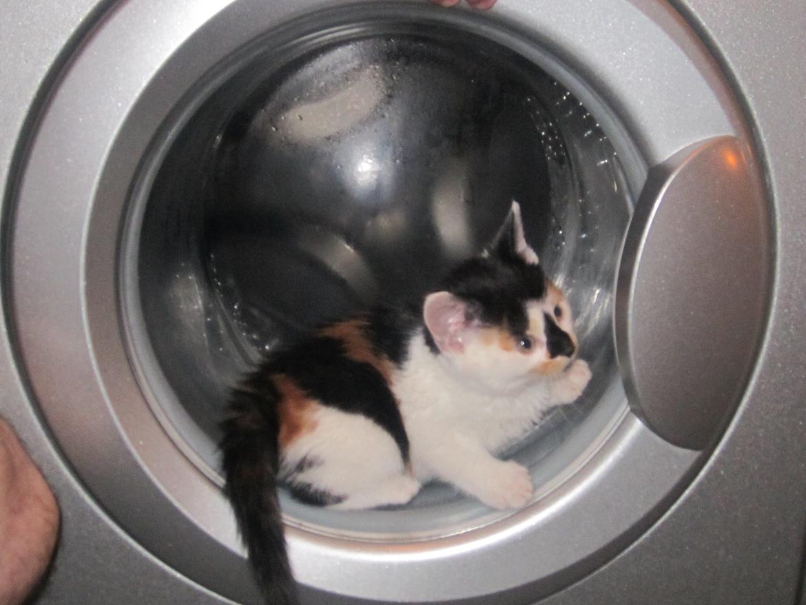 Huskat Gwendolyn billede 4