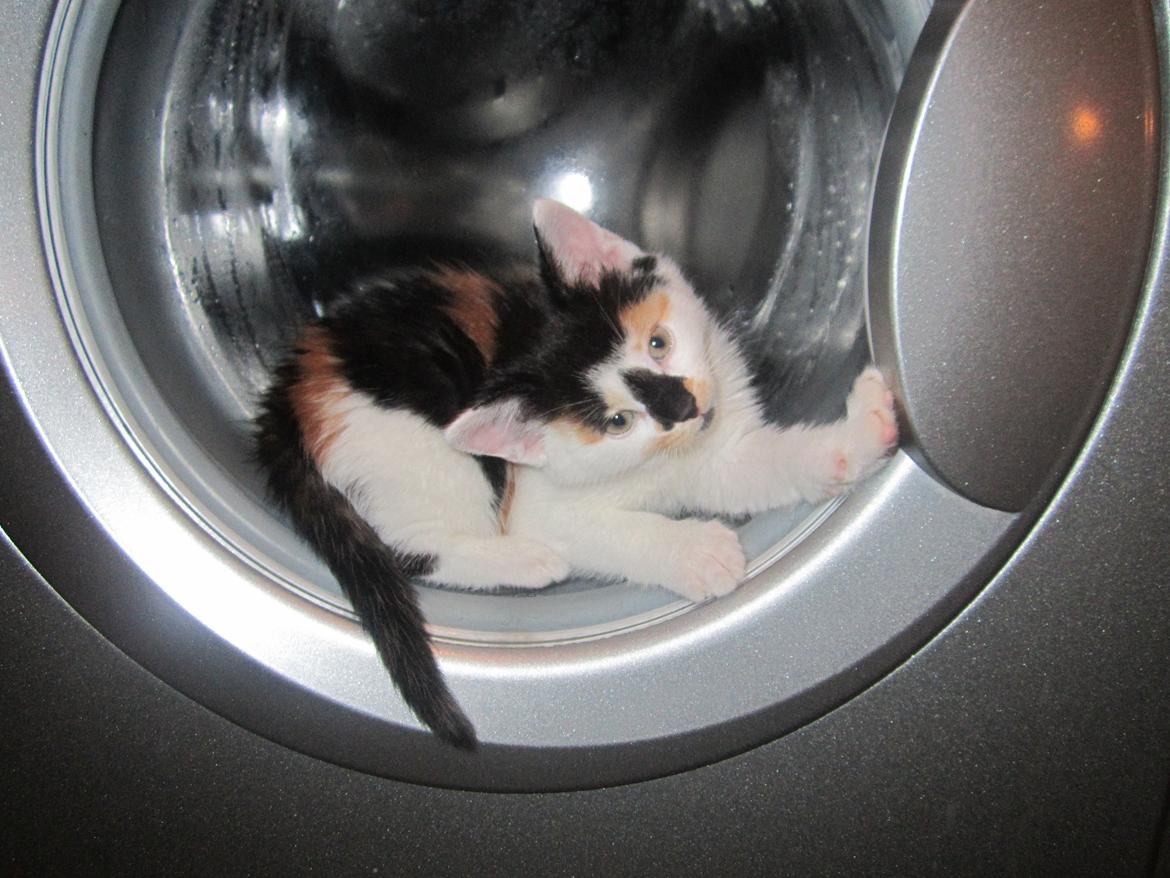 Huskat Gwendolyn billede 5