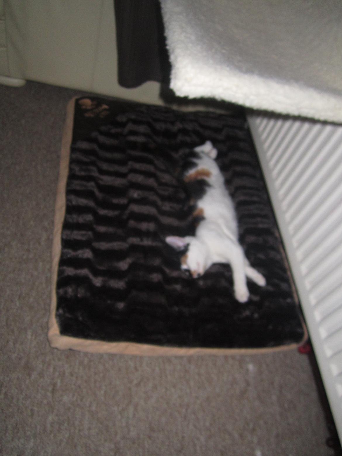 Huskat Gwendolyn billede 9