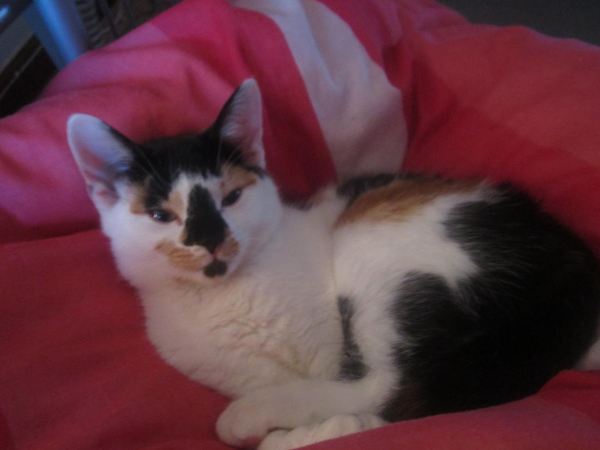 Huskat Gwendolyn billede 11