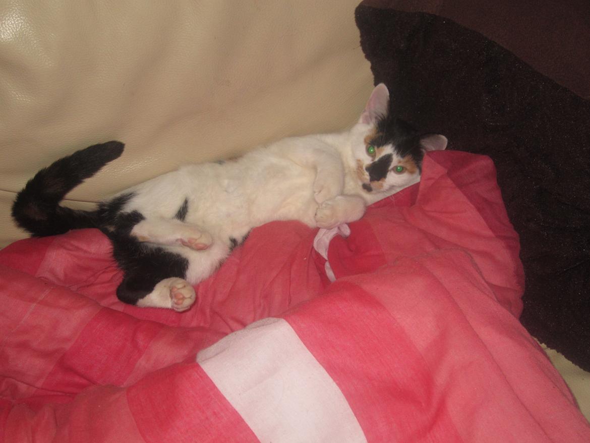 Huskat Gwendolyn billede 10