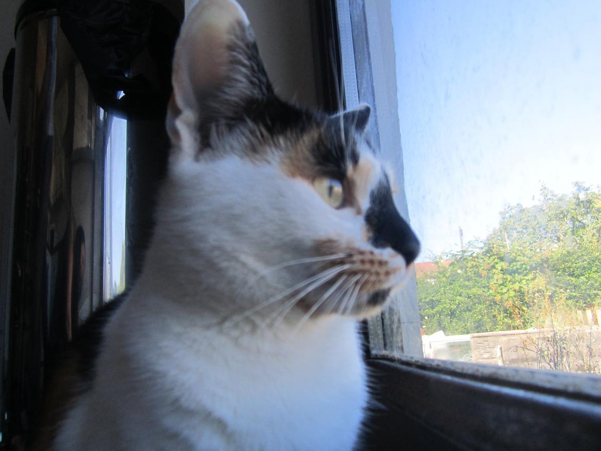 Huskat Gwendolyn billede 14